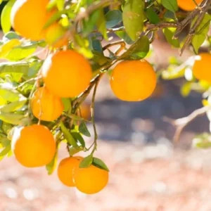 Valencia Orange Plant Live, Orange Tree, Sweet Citrus Tree, 4-5 Feet Tall in 5 Gallon Pot for Growing, No Ship to CA