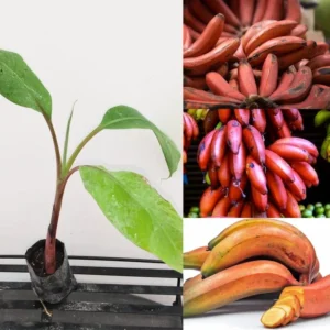Red Banana Tree - 4-8 Inch Tropical Plant for Home Gardens