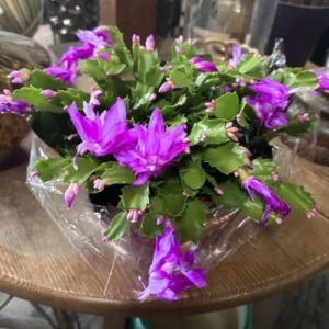 Thanksgiving Christmas Cactus Plant - 4" Pot - Purple Blooms Indoor Houseplant