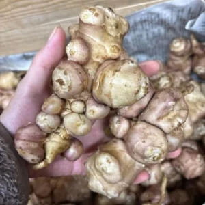 Jerusalem Artichoke Live Tubers - Sunchoke Bulbs for Planting - 2 Lb Vegetable Plant Garden