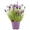 1 French Lavender Live Starter Plant for Planting, 4"Tall, 4"Pot, Lavender Plants Live Indoor Outdoor, for Growing in Garden (No Ship CA)