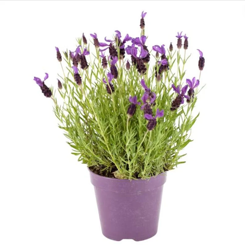 1 French Lavender Live Starter Plant for Planting, 4"Tall, 4"Pot, Lavender Plants Live Indoor Outdoor, for Growing in Garden (No Ship CA)