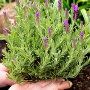 1 French Lavender Live Starter Plant for Planting, 4"Tall, 4"Pot, Lavender Plants Live Indoor Outdoor, for Growing in Garden (No Ship CA)