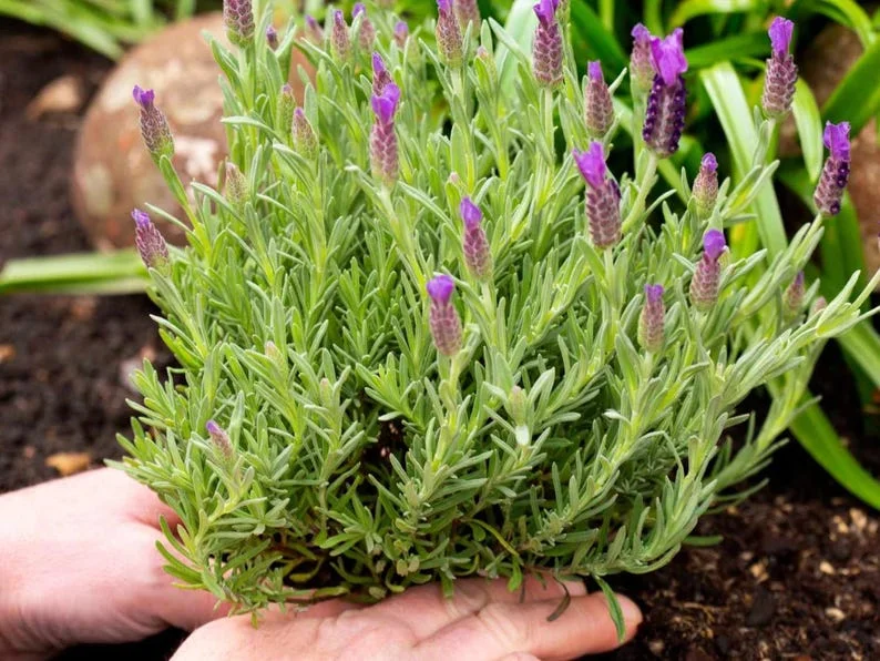 1 French Lavender Live Starter Plant for Planting, 4"Tall, 4"Pot, Lavender Plants Live Indoor Outdoor, for Growing in Garden (No Ship CA)