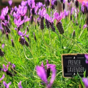 1 French Lavender Live Starter Plant for Planting, 4
