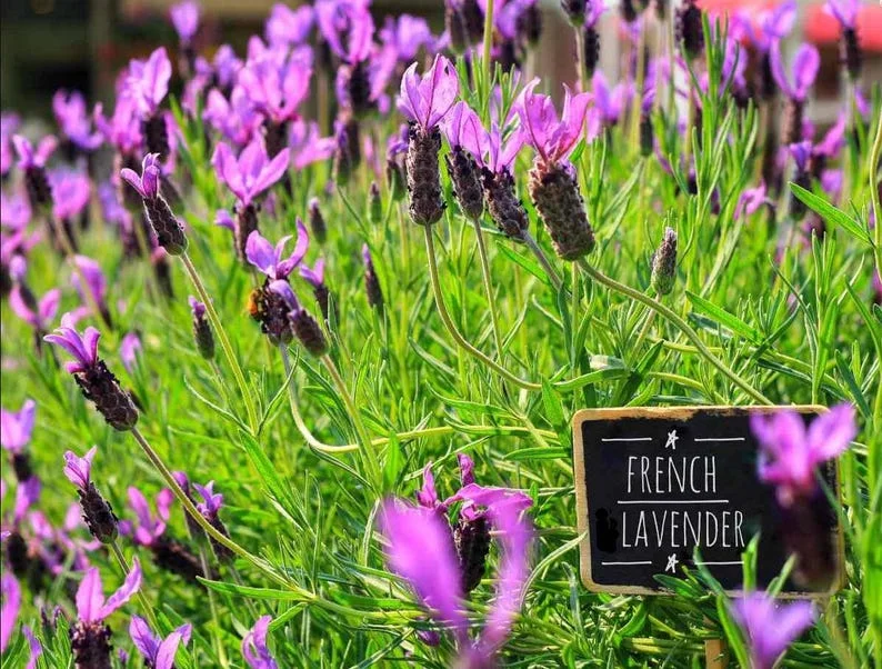 1 French Lavender Live Starter Plant for Planting, 4"Tall, 4"Pot, Lavender Plants Live Indoor Outdoor, for Growing in Garden (No Ship CA)
