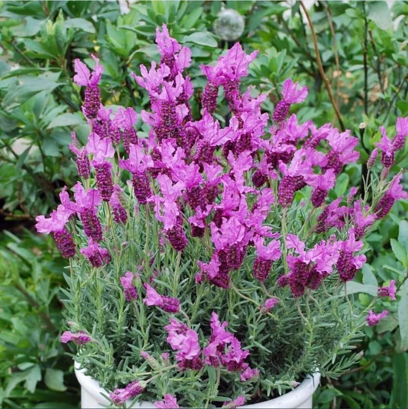 1 French Lavender Live Starter Plant for Planting, 4"Tall, 4"Pot, Lavender Plants Live Indoor Outdoor, for Growing in Garden (No Ship CA)