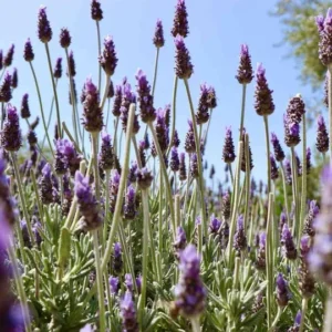 1 French Lavender Live Starter Plant for Planting, 4