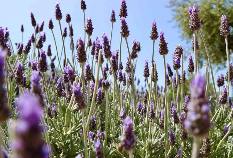 1 French Lavender Live Starter Plant for Planting, 4"Tall, 4"Pot, Lavender Plants Live Indoor Outdoor, for Growing in Garden (No Ship CA)