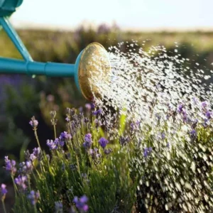 1 French Lavender Live Starter Plant for Planting, 4