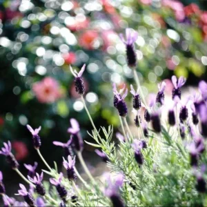 1 French Lavender Live Starter Plant for Planting, 4