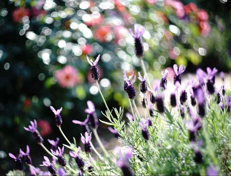 1 French Lavender Live Starter Plant for Planting, 4"Tall, 4"Pot, Lavender Plants Live Indoor Outdoor, for Growing in Garden (No Ship CA)