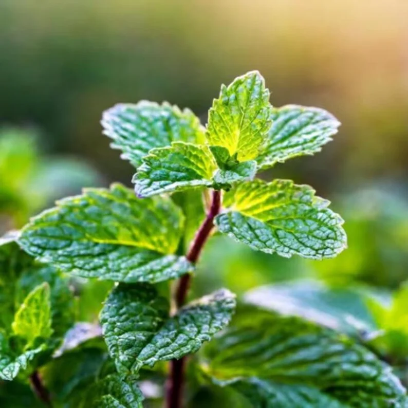 1 Pot (1 Clump) of Peppermint Herb Live Starter Plant for Planting, Fresh Herb Mint for Indoors Outdoors Garden, 4"Tall 4"Pot (No Ship CA)