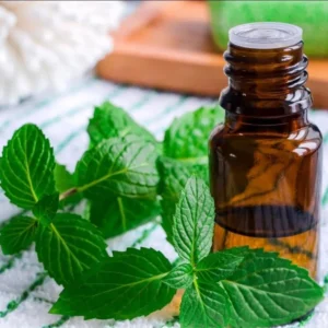 1 Pot (1 Clump) of Peppermint Herb Live Starter Plant for Planting, Fresh Herb Mint for Indoors Outdoors Garden, 4