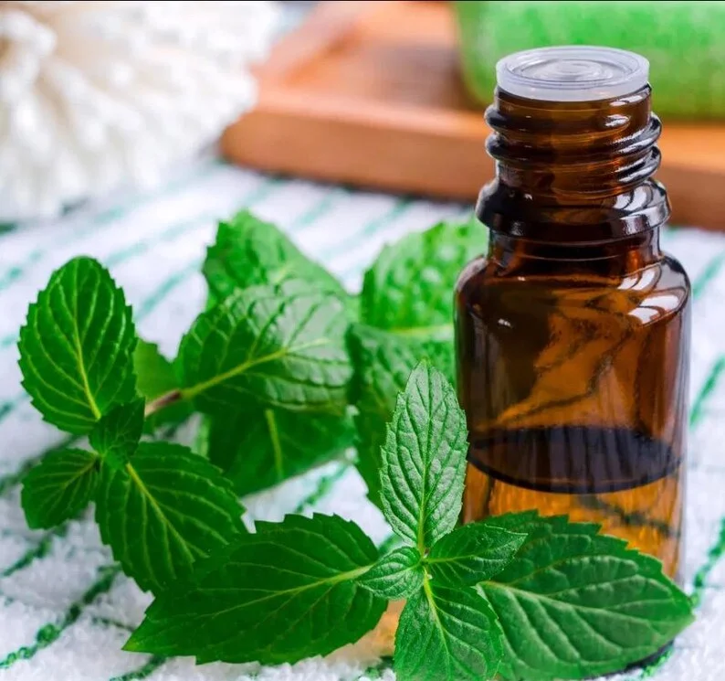 1 Pot (1 Clump) of Peppermint Herb Live Starter Plant for Planting, Fresh Herb Mint for Indoors Outdoors Garden, 4"Tall 4"Pot (No Ship CA)