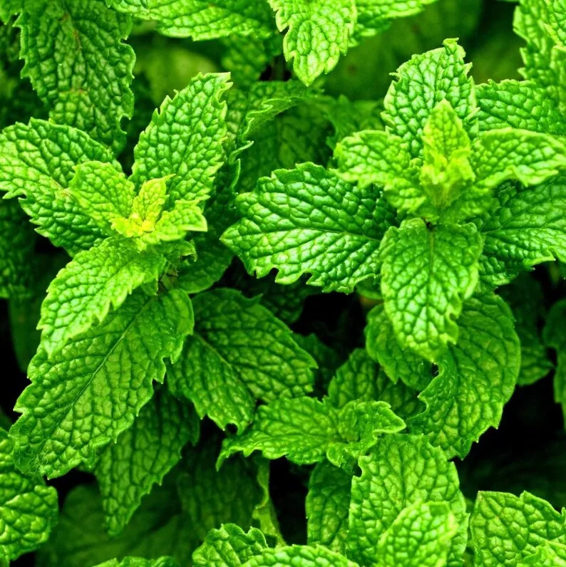 1 Pot (1 Clump) of Peppermint Herb Live Starter Plant for Planting, Fresh Herb Mint for Indoors Outdoors Garden, 4"Tall 4"Pot (No Ship CA)