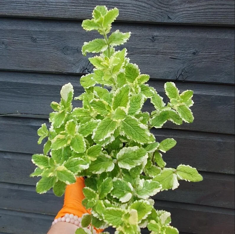 1 Pot (1 Clump) of Pineapple Mint Herb Live Starter Plant for Planting, Fragrant Mint Bush Garden Mints Plant, 4"Tall 4"Pot (No Ship CA)