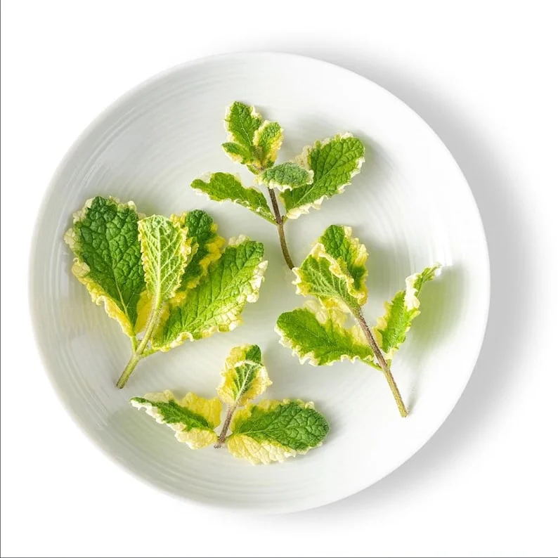 1 Pot (1 Clump) of Pineapple Mint Herb Live Starter Plant for Planting, Fragrant Mint Bush Garden Mints Plant, 4"Tall 4"Pot (No Ship CA)