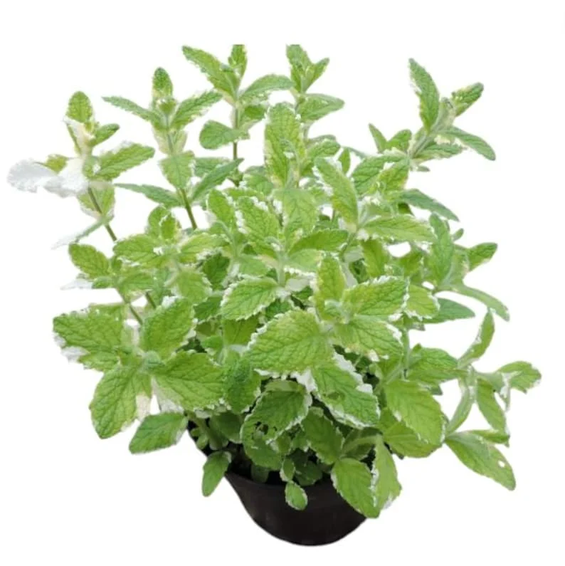 1 Pot (1 Clump) of Pineapple Mint Herb Live Starter Plant for Planting, Fragrant Mint Bush Garden Mints Plant, 4"Tall 4"Pot (No Ship CA)