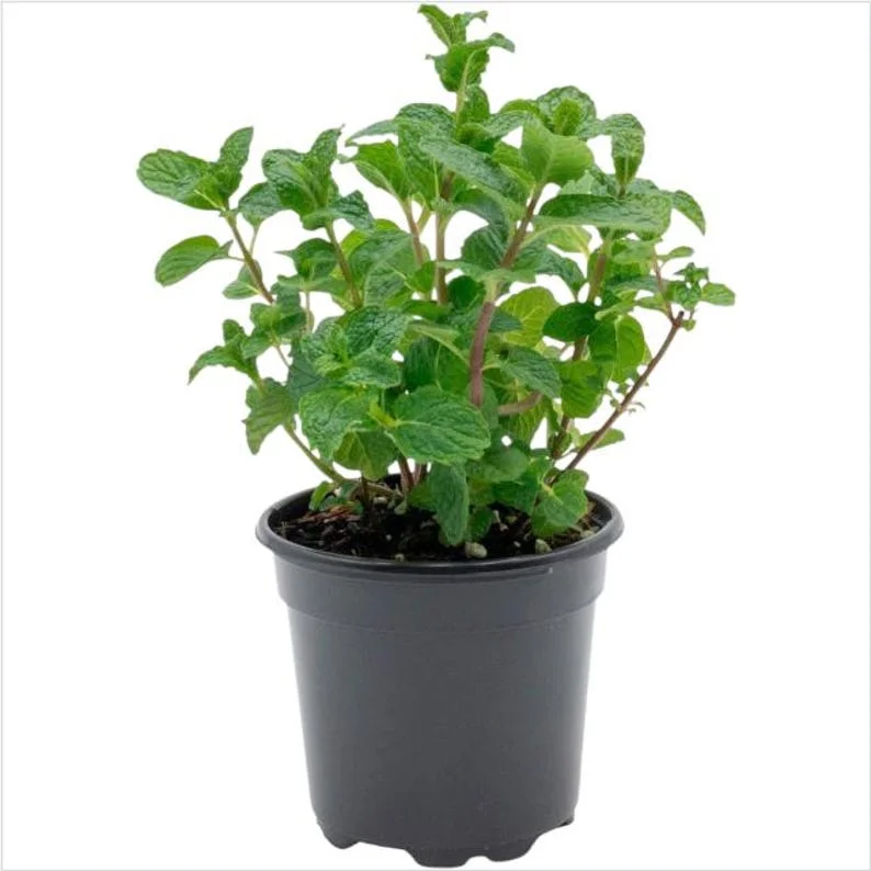 1 Pot (1 Clump) of Spearmint Herb Live Starter Plant for Planting, Edible Aromatic Herb, Fragrant Perennial Herbs, 4"Tall 4"Pot (No Ship CA)