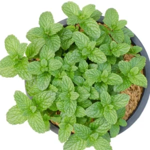 1 Pot (1 Clump) of Spearmint Herb Live Starter Plant for Planting, Edible Aromatic Herb, Fragrant Perennial Herbs, 4