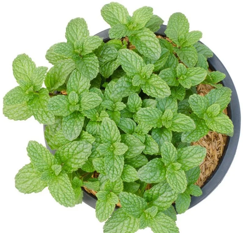 1 Pot (1 Clump) of Spearmint Herb Live Starter Plant for Planting, Edible Aromatic Herb, Fragrant Perennial Herbs, 4"Tall 4"Pot (No Ship CA)