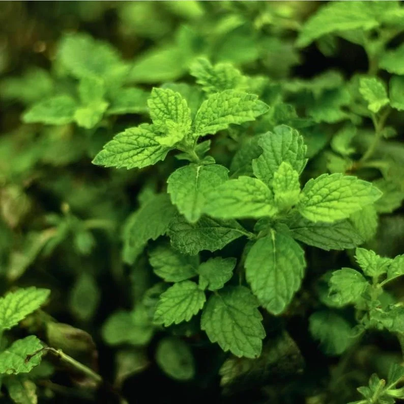 1 Pot (1 Clump) of Spearmint Herb Live Starter Plant for Planting, Edible Aromatic Herb, Fragrant Perennial Herbs, 4"Tall 4"Pot (No Ship CA)