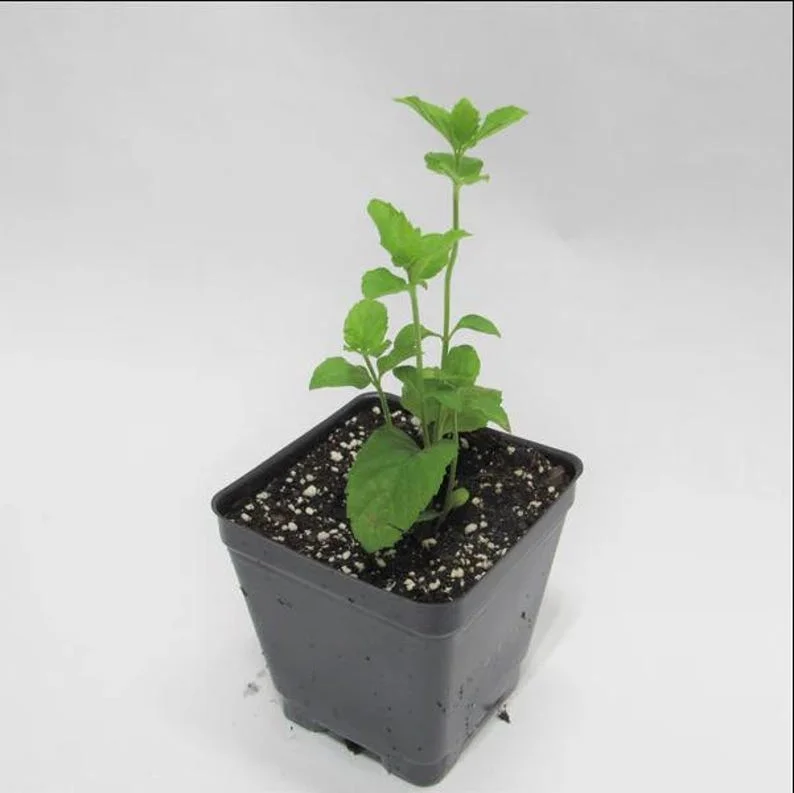 1 Pot (1 Clump) of Spearmint Herb Live Starter Plant for Planting, Edible Aromatic Herb, Fragrant Perennial Herbs, 4"Tall 4"Pot (No Ship CA)