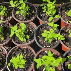 1 Pot (1 Clump) of Strawberry Mint Herb Live Starter Plant for Planting, Fresh Herb Mint for Indoor Outdoor Garden,4