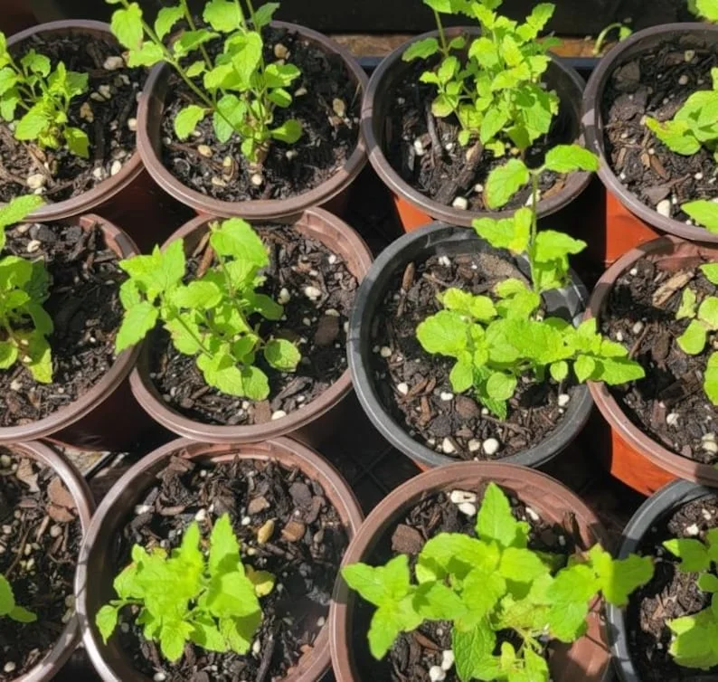 1 Pot (1 Clump) of Strawberry Mint Herb Live Starter Plant for Planting, Fresh Herb Mint for Indoor Outdoor Garden,4"Tall 4"Pot (No Ship CA)