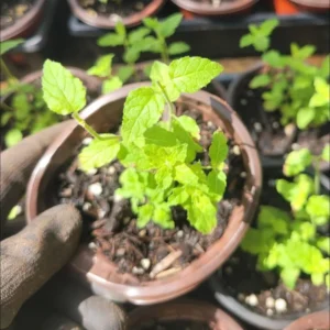 1 Pot (1 Clump) of Strawberry Mint Herb Live Starter Plant for Planting, Fresh Herb Mint for Indoor Outdoor Garden,4