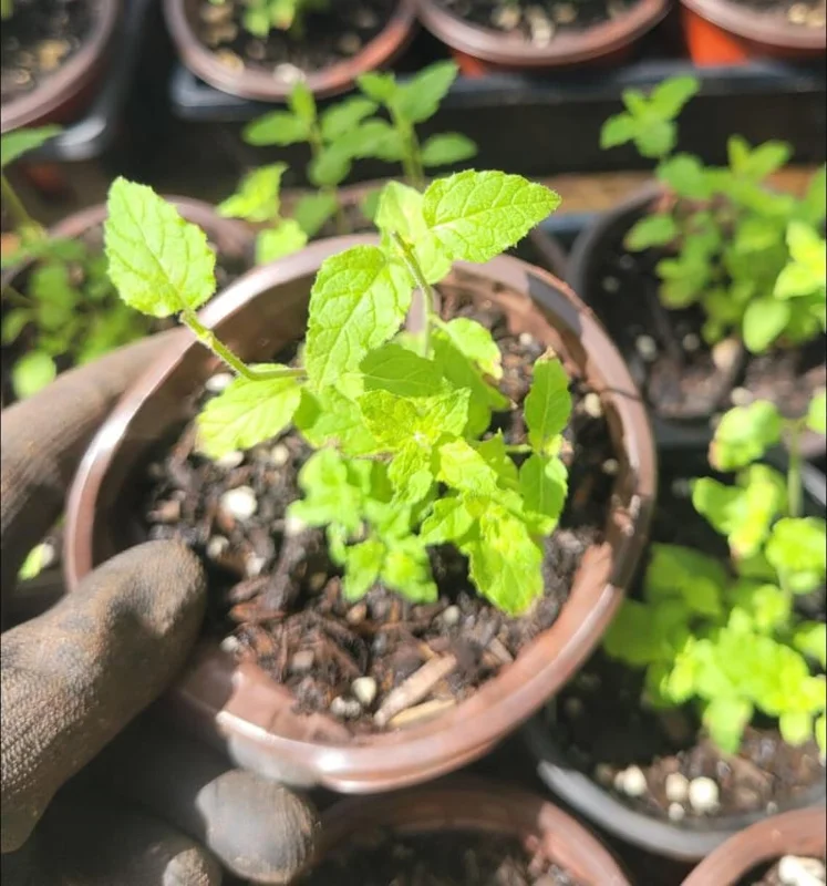 1 Pot (1 Clump) of Strawberry Mint Herb Live Starter Plant for Planting, Fresh Herb Mint for Indoor Outdoor Garden,4"Tall 4"Pot (No Ship CA)