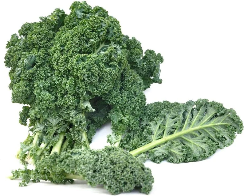 1 Pot Blue Scotch Swirl Kale Plant Live for Planting, Heirloom Vegetable Gardening, Easy To Grow, Delicious in Salads, 3-6"Tall (No Ship CA)