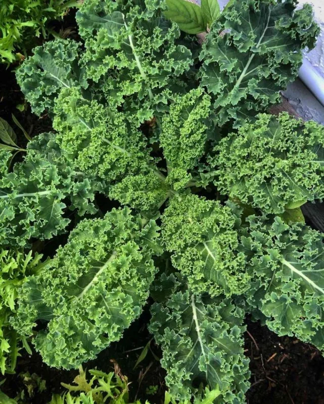 1 Pot Blue Scotch Swirl Kale Plant Live for Planting, Heirloom Vegetable Gardening, Easy To Grow, Delicious in Salads, 3-6"Tall (No Ship CA)
