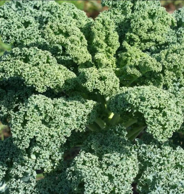 1 Pot Blue Scotch Swirl Kale Plant Live for Planting, Heirloom Vegetable Gardening, Easy To Grow, Delicious in Salads, 3-6"Tall (No Ship CA)
