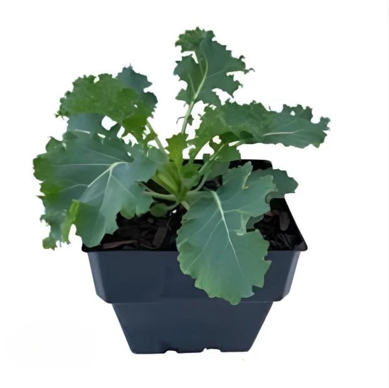 1 Pot Blue Scotch Swirl Kale Plant Live for Planting, Heirloom Vegetable Gardening, Easy To Grow, Delicious in Salads, 3-6"Tall (No Ship CA)