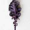 1 Pot Kamome Red Kale Live Starter Plant for Planting, Kale Plant, Vegetable Gardening Plant, 3-6"Tall (No Ship CA)