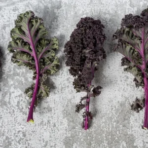 1 Pot Kamome Red Kale Live Starter Plant for Planting, Kale Plant, Vegetable Gardening Plant, 3-6"Tall (No Ship CA)