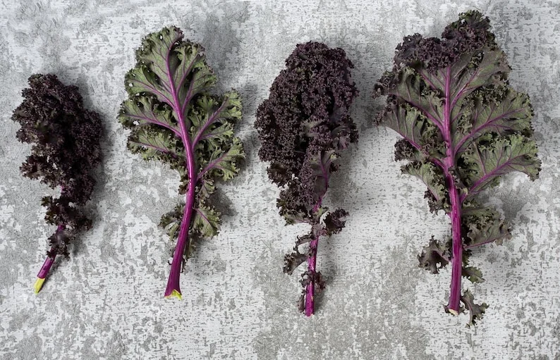 1 Pot Kamome Red Kale Live Starter Plant for Planting, Kale Plant, Vegetable Gardening Plant, 3-6"Tall (No Ship CA)