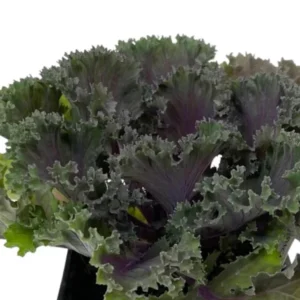 1 Pot Kamome Red Kale Live Starter Plant for Planting, Kale Plant, Vegetable Gardening Plant, 3-6