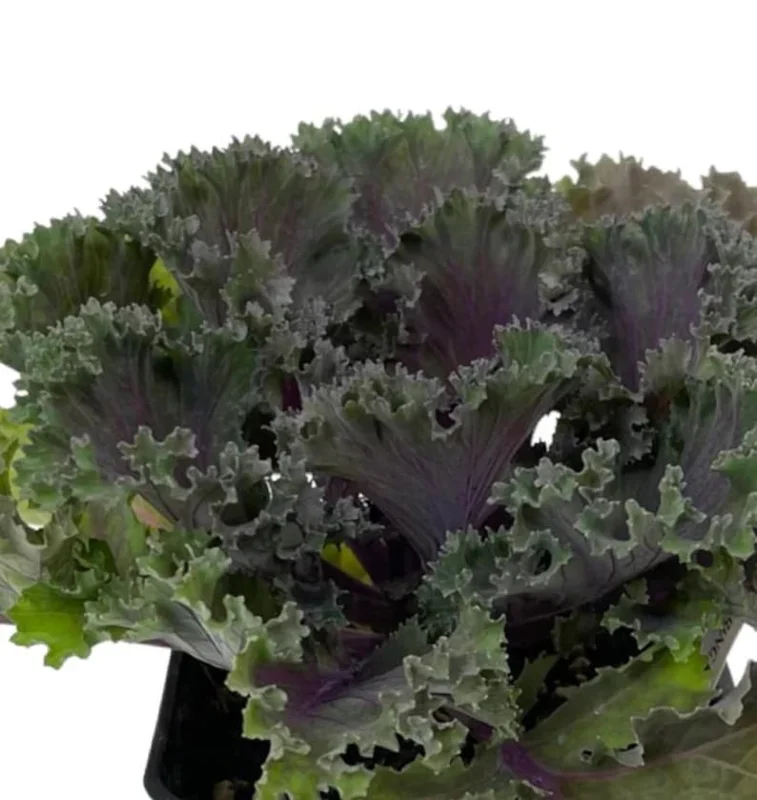 1 Pot Kamome Red Kale Live Starter Plant for Planting, Kale Plant, Vegetable Gardening Plant, 3-6"Tall (No Ship CA)