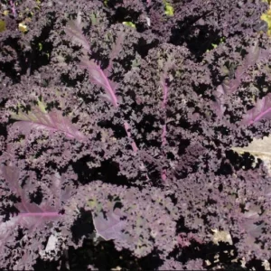 1 Pot Kamome Red Kale Live Starter Plant for Planting, Kale Plant, Vegetable Gardening Plant, 3-6