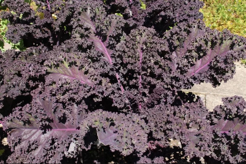 1 Pot Kamome Red Kale Live Starter Plant for Planting, Kale Plant, Vegetable Gardening Plant, 3-6"Tall (No Ship CA)