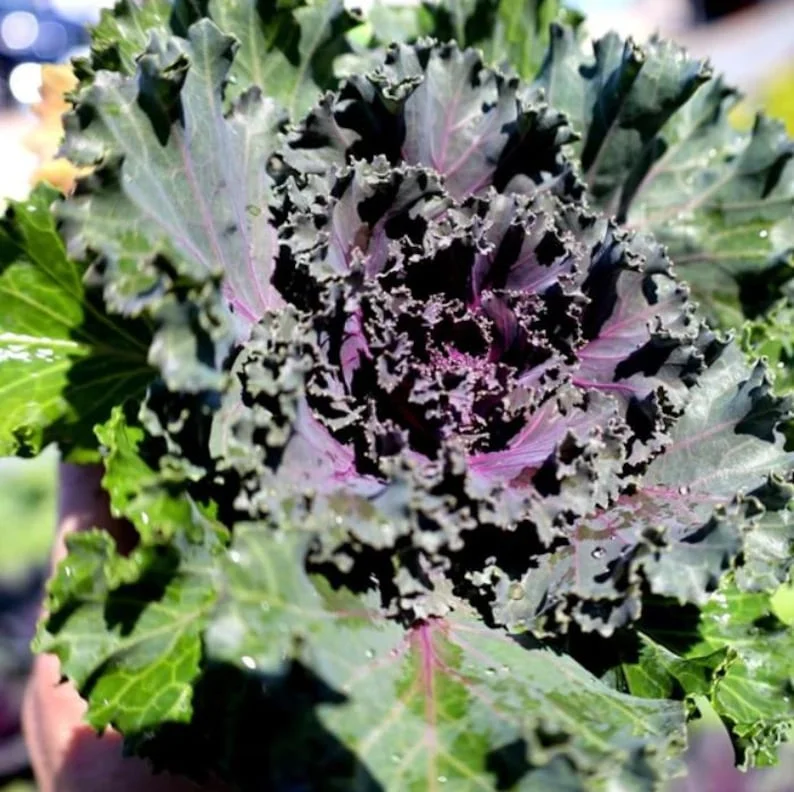 1 Pot Kamome Red Kale Live Starter Plant for Planting, Kale Plant, Vegetable Gardening Plant, 3-6"Tall (No Ship CA)