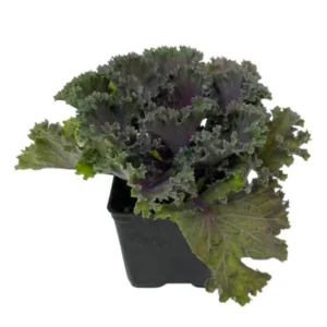 1 Pot Kamome Red Kale Live Starter Plant for Planting, Kale Plant, Vegetable Gardening Plant, 3-6