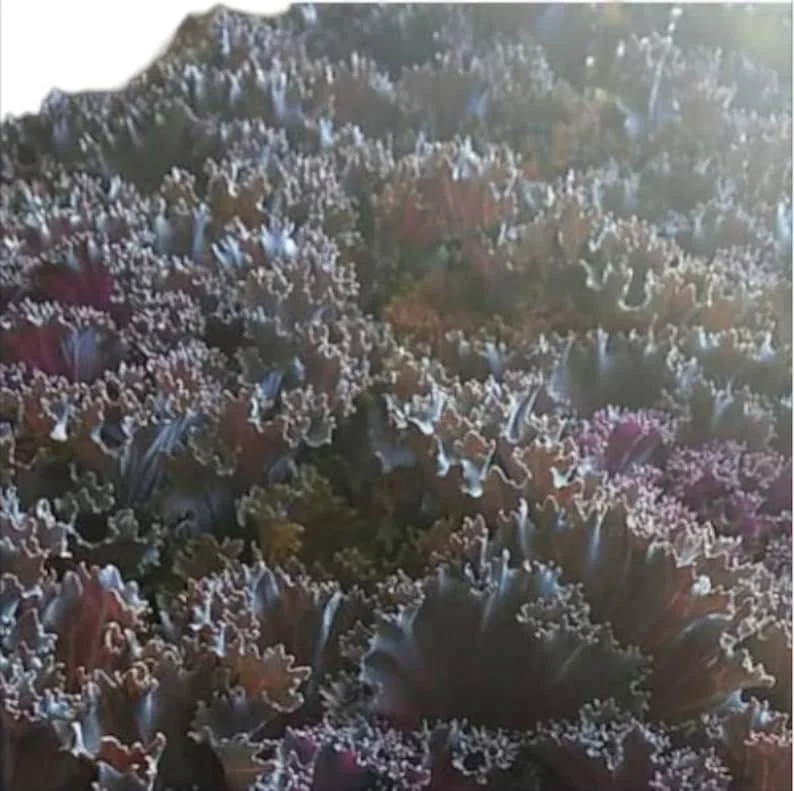 1 Pot Kamome Red Kale Live Starter Plant for Planting, Kale Plant, Vegetable Gardening Plant, 3-6"Tall (No Ship CA)