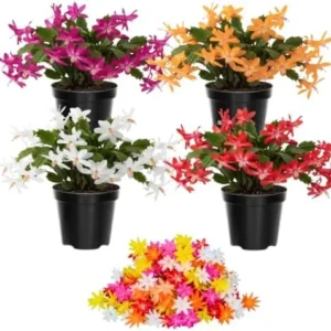 1 Thanksgiving Christmas Cactus Plants Live in 4" Pot, Houseplant Holiday Cactus, Vibrant Single Color Blooms Indoor Outdoor, Zygocactus Like, Winter Hardy (Random)