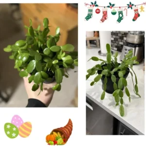 1 Thanksgiving Christmas Cactus Plants Live in 4