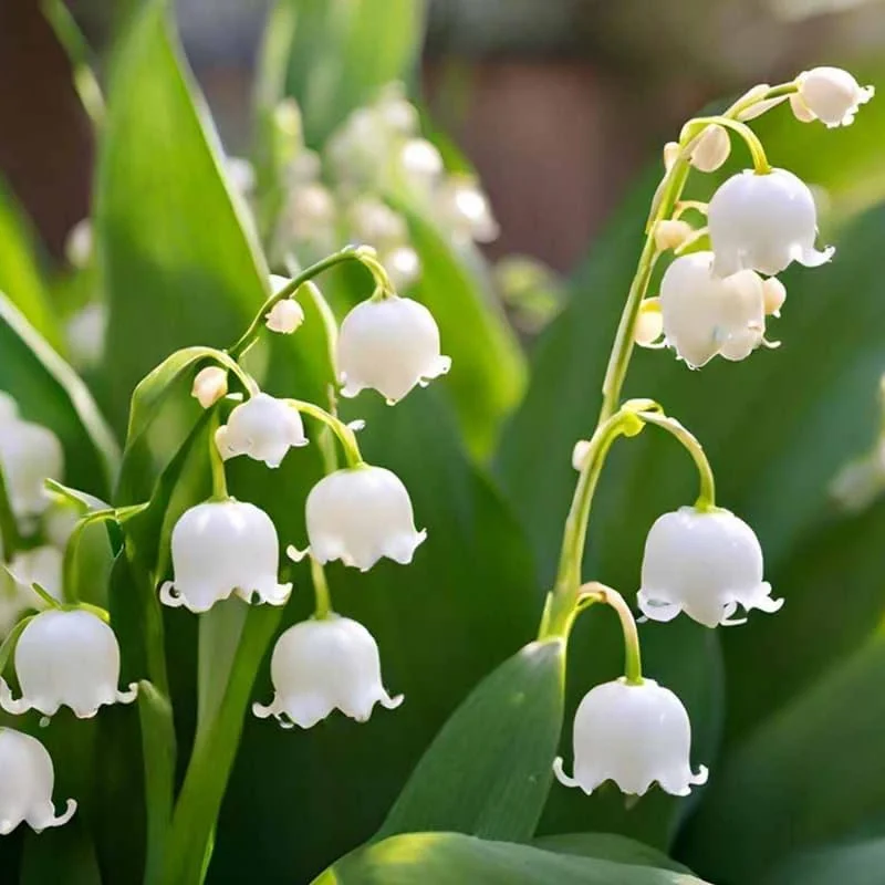 10 Lily of The Valley Bulbs for Planting, Perennial Lily Flower Bulbs, Fragrant White Blooms for Shade Gardens