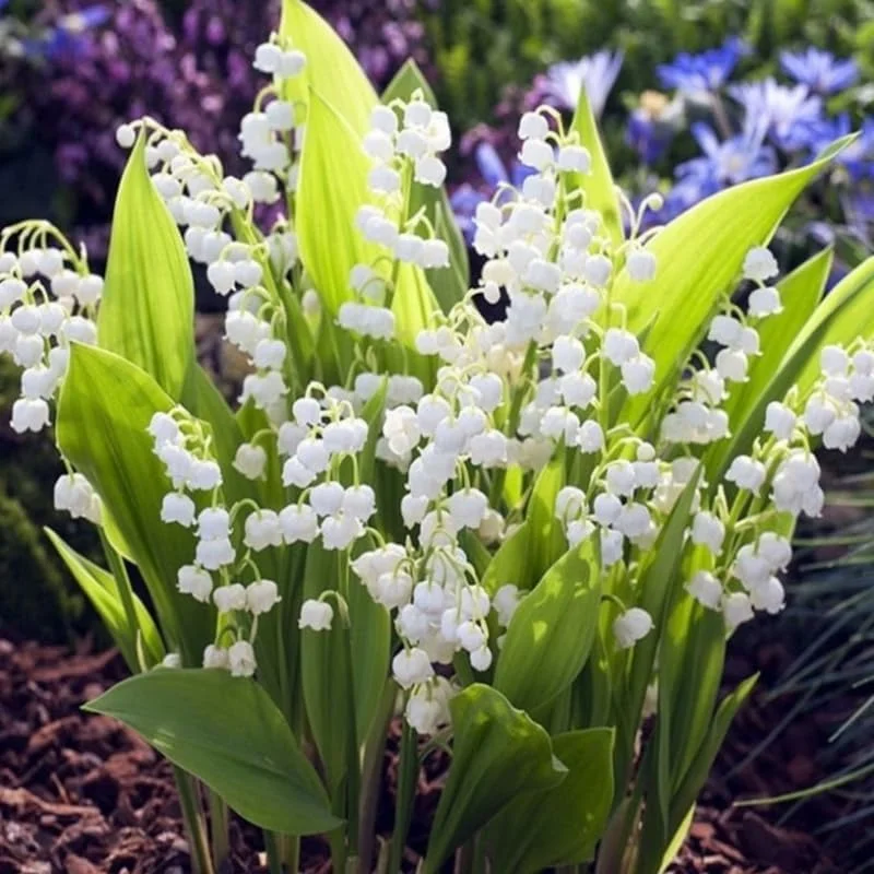 10 Lily of The Valley Bulbs for Planting, Perennial Lily Flower Bulbs, Fragrant White Blooms for Shade Gardens